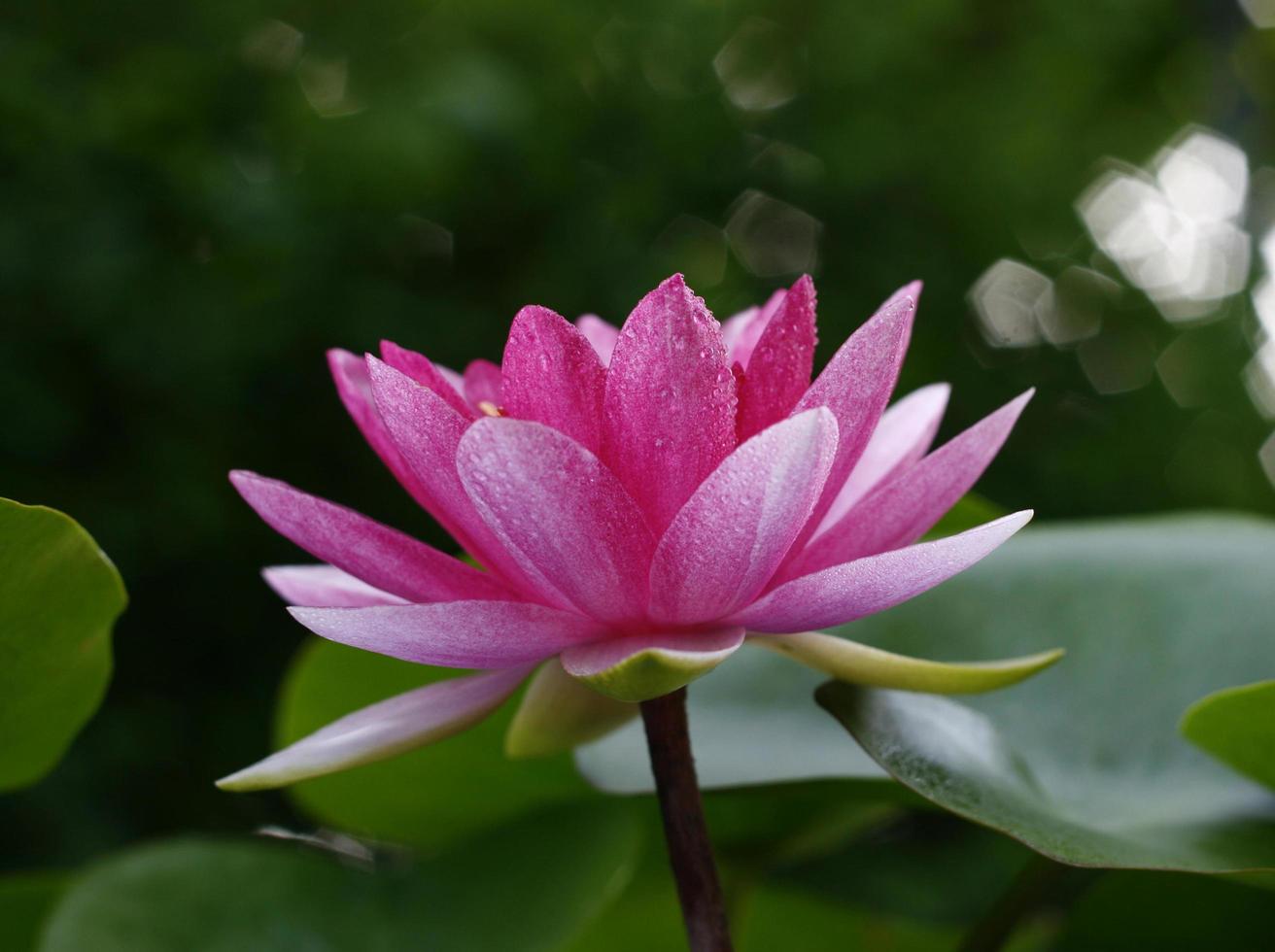 Pink lotus flower outside photo