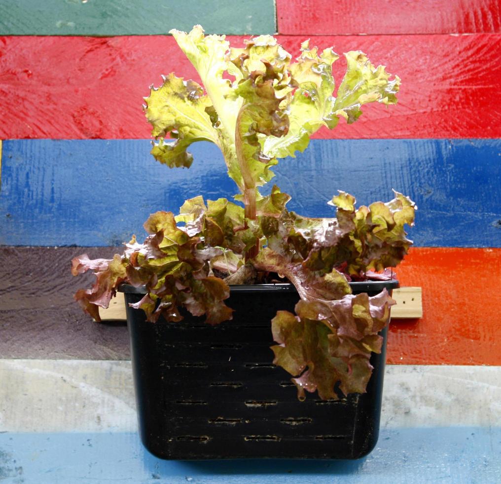 Cerca de lechuga de roble verde y rojo foto