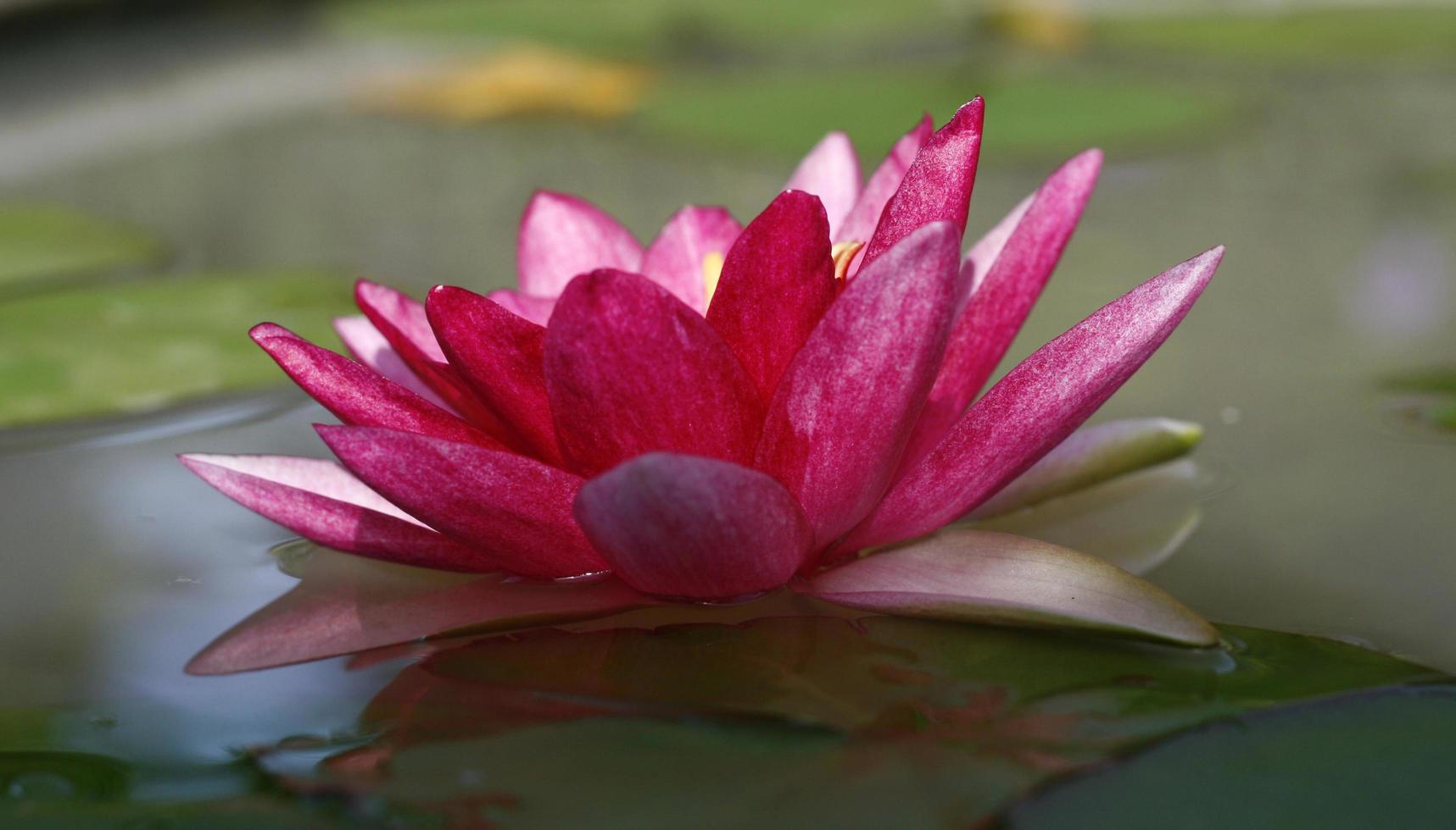 Close-up of a lotus flower photo