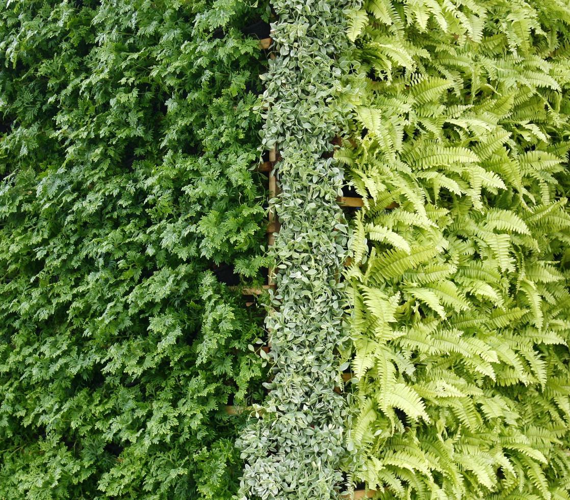 pared vertical de planta verde foto