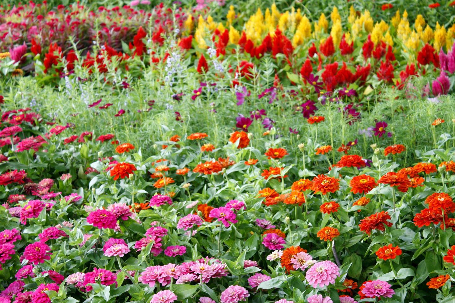 Bed of flowers 1901680 Stock Photo at Vecteezy