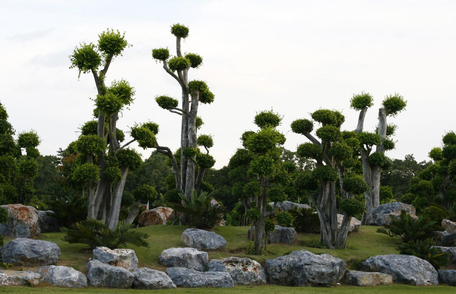 árboles bonsai afuera foto