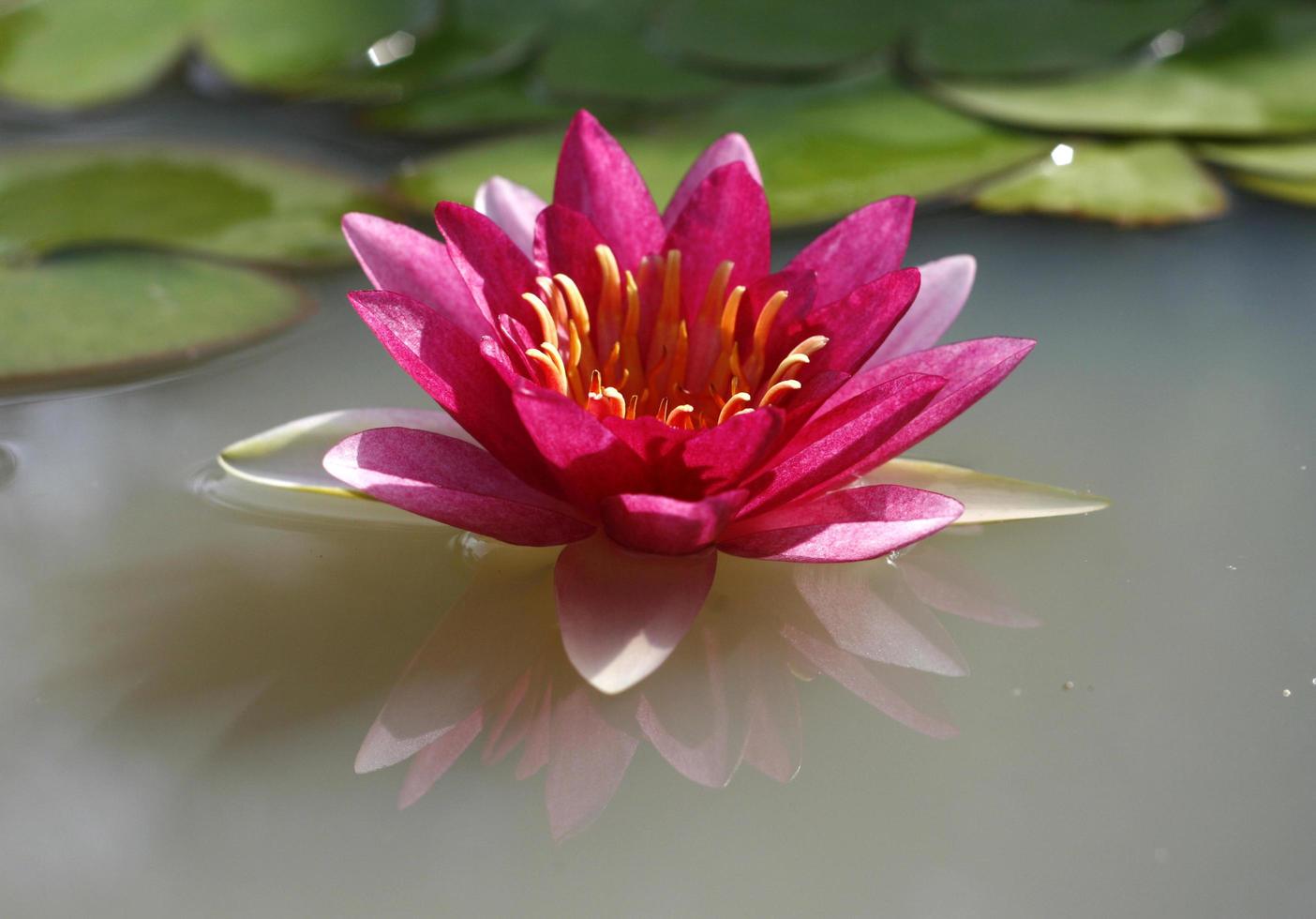 A beautiful pink waterlily or lotus flower in pond photo