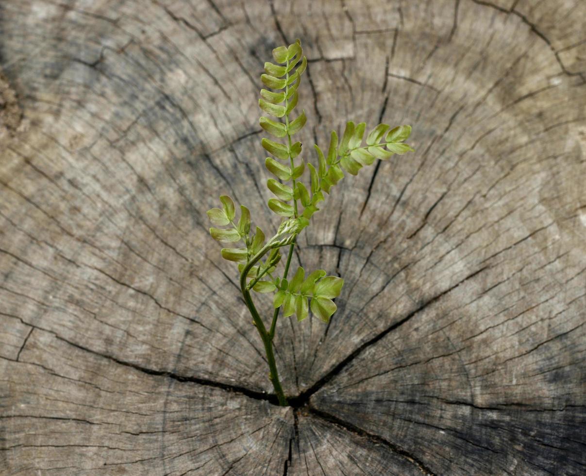 Plant growing out of stump photo