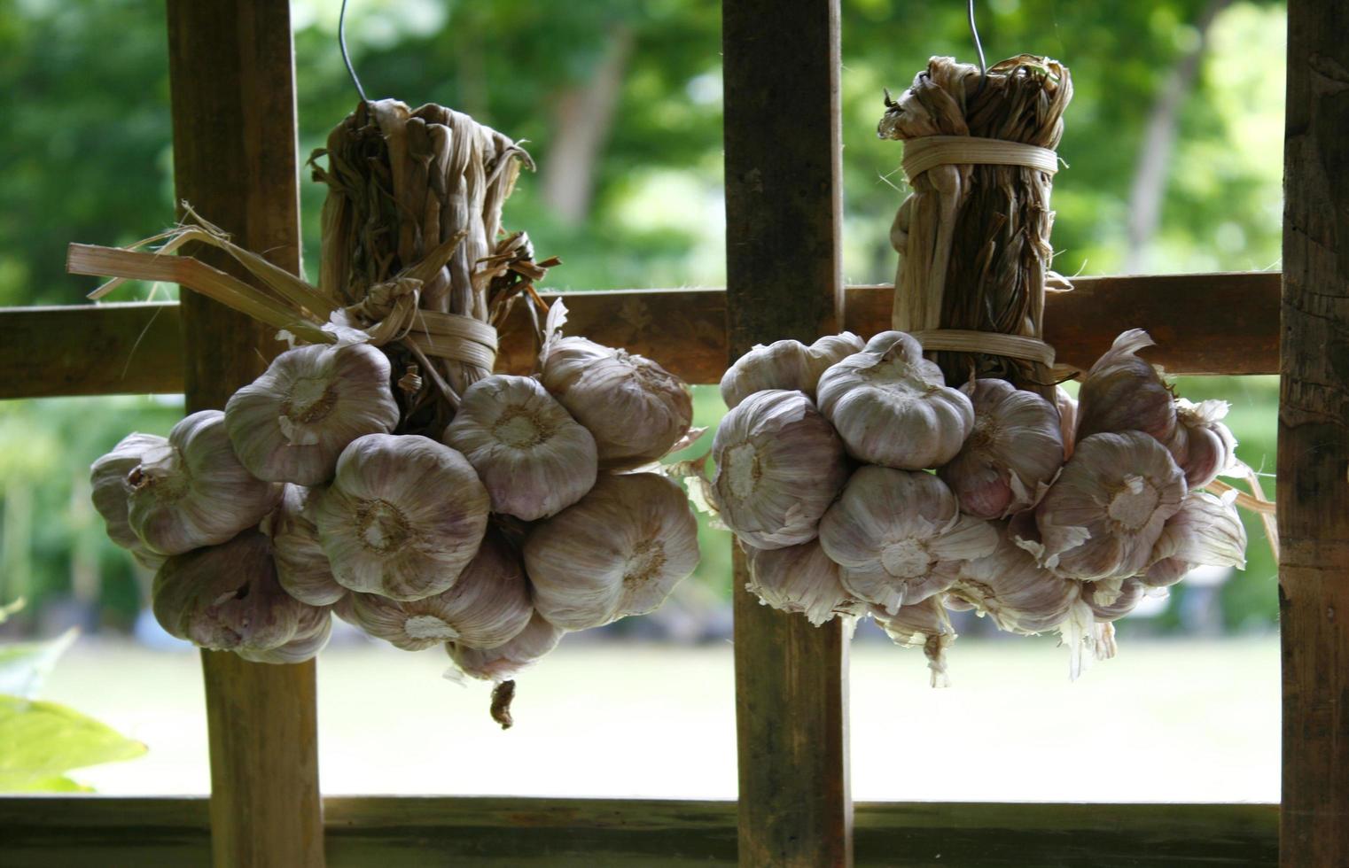 A bunch of garlic hanging photo