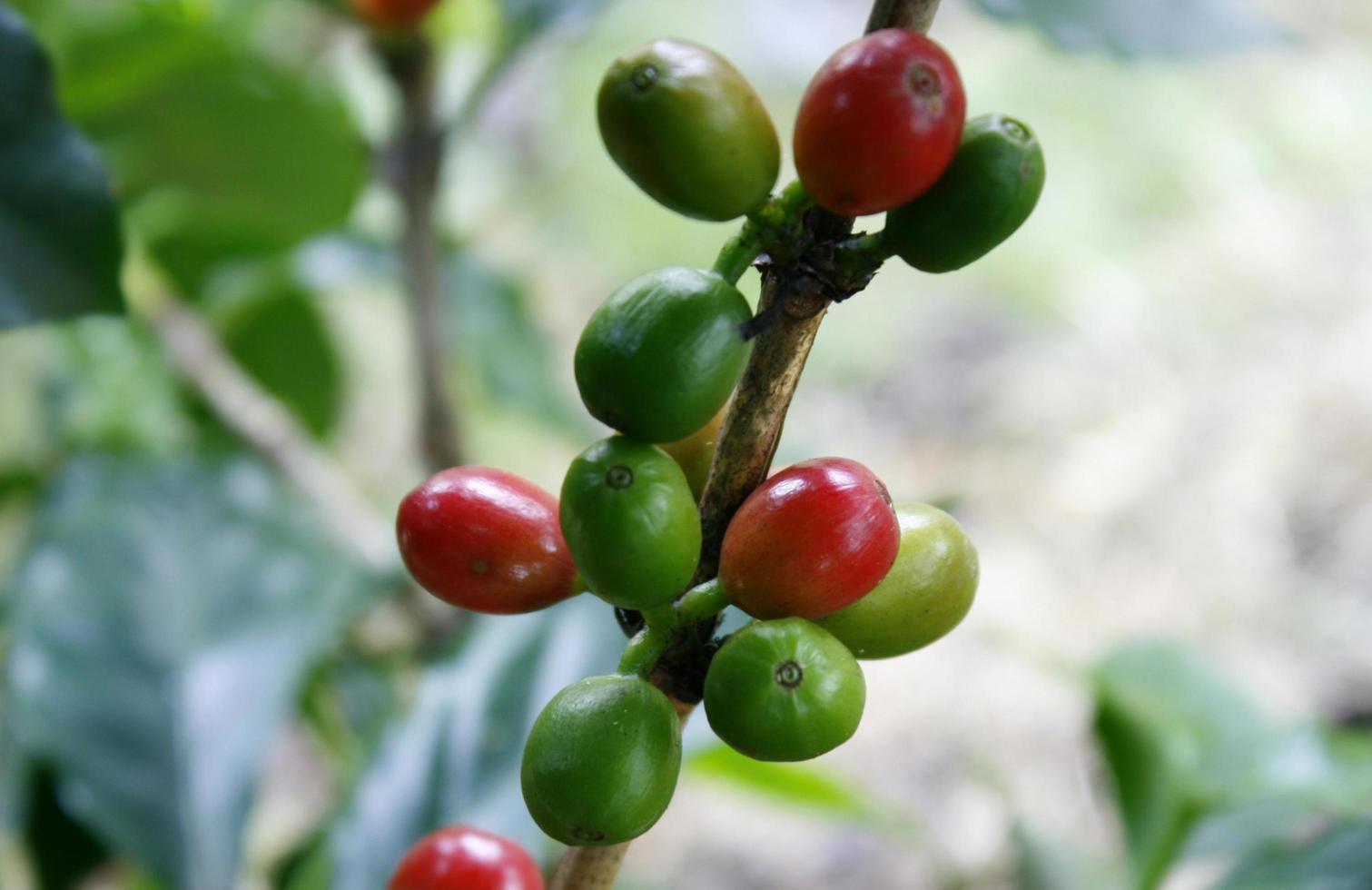 Coffee tree with ripe berries on farm photo
