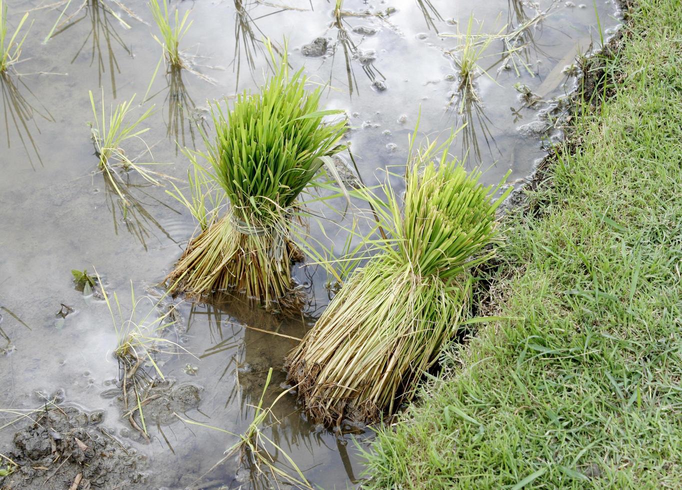 plantas de arroz en el agua foto