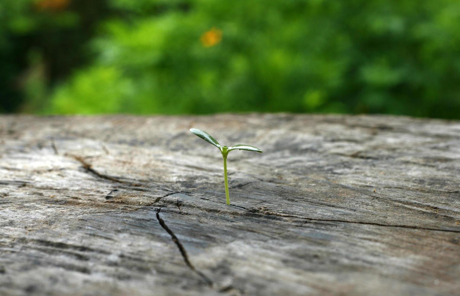 plant born on the stump photo