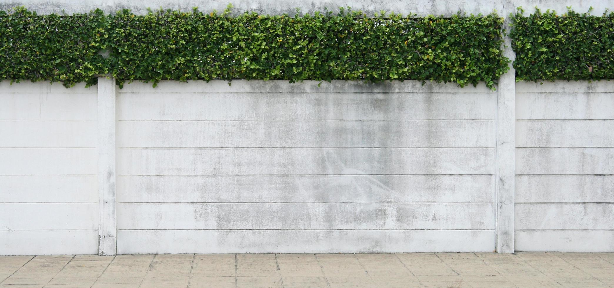 Cement wall and green leaf for background photo