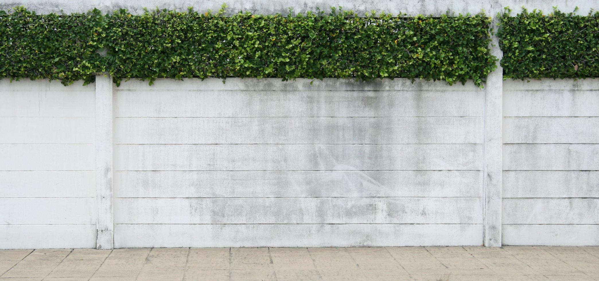 muro de cemento y hoja verde para el fondo foto