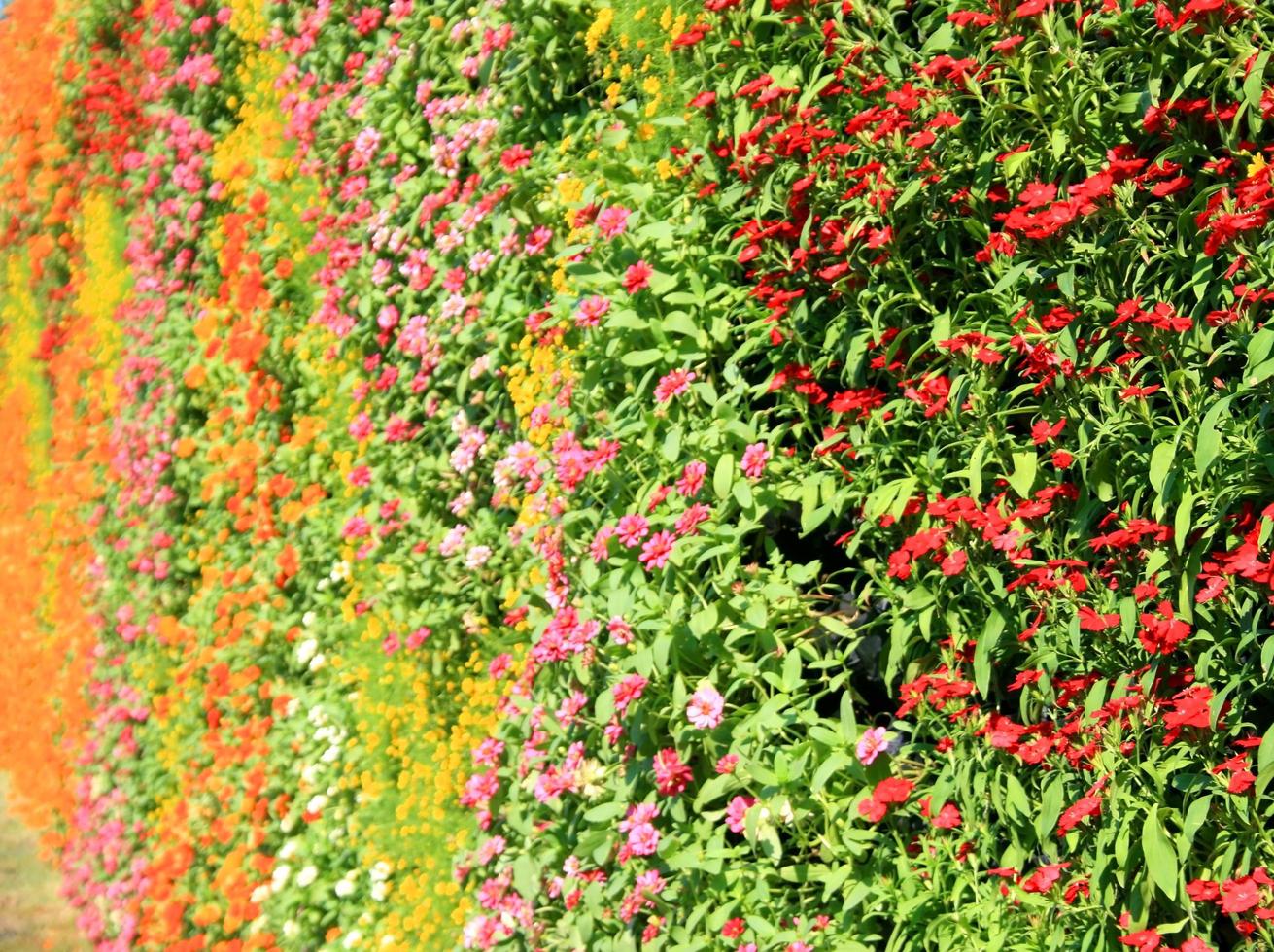 pared de flores vertical foto
