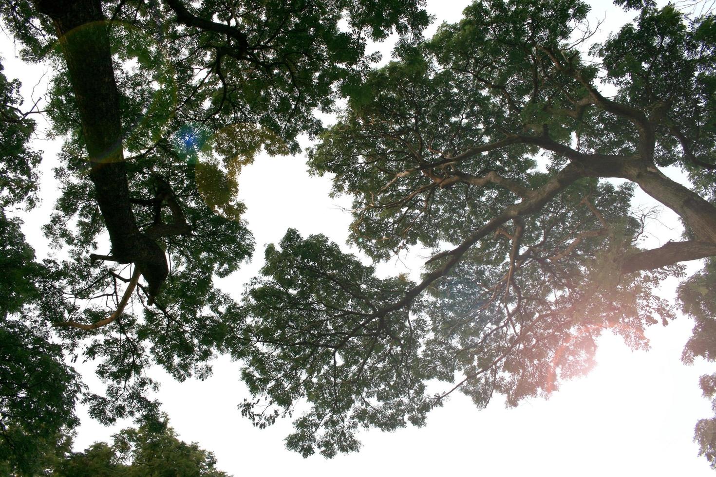 ramas desnudas de un árbol foto