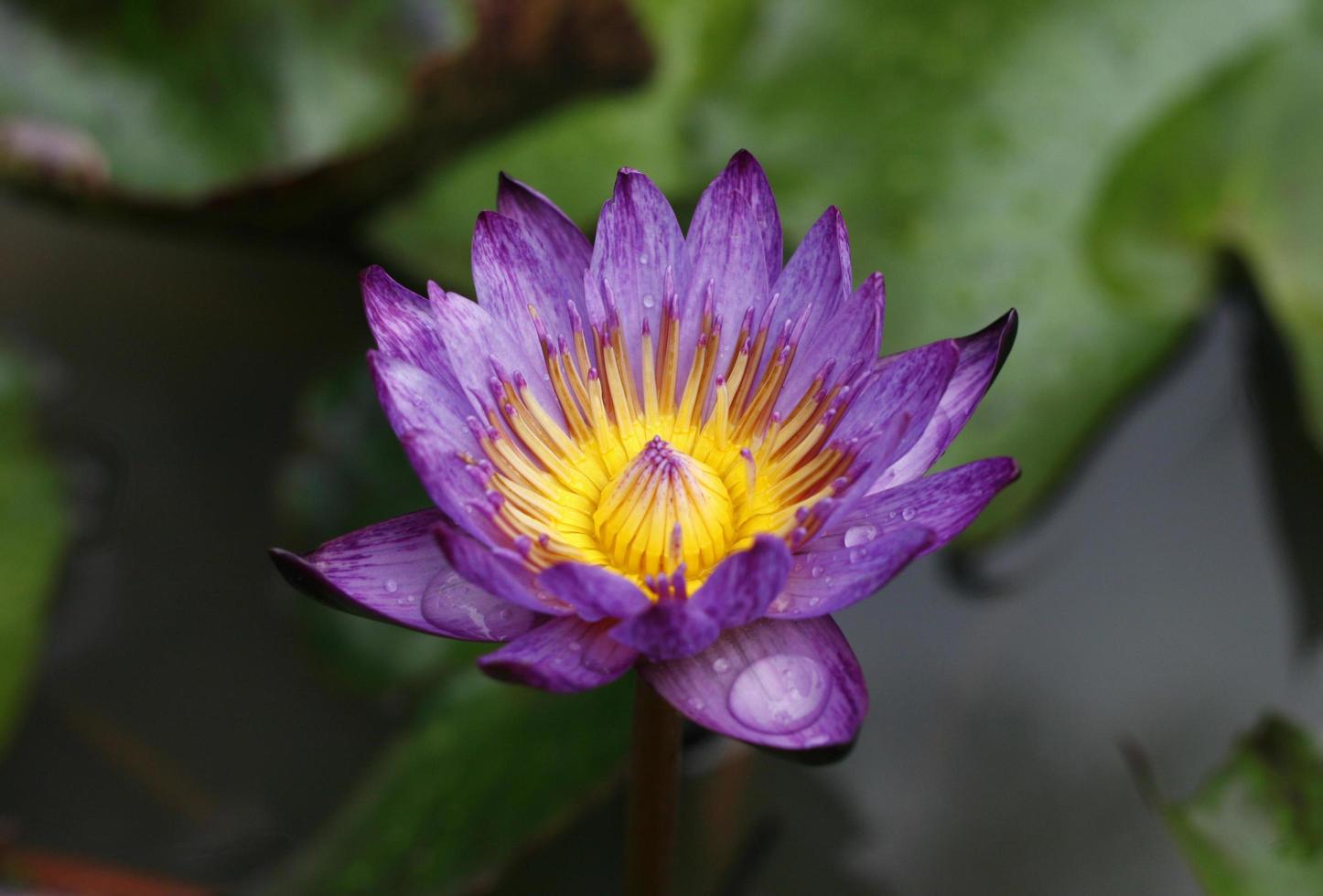 loto púrpura en el estanque foto