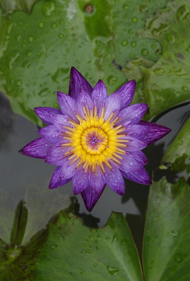 Water drop on colorful purple water lily photo