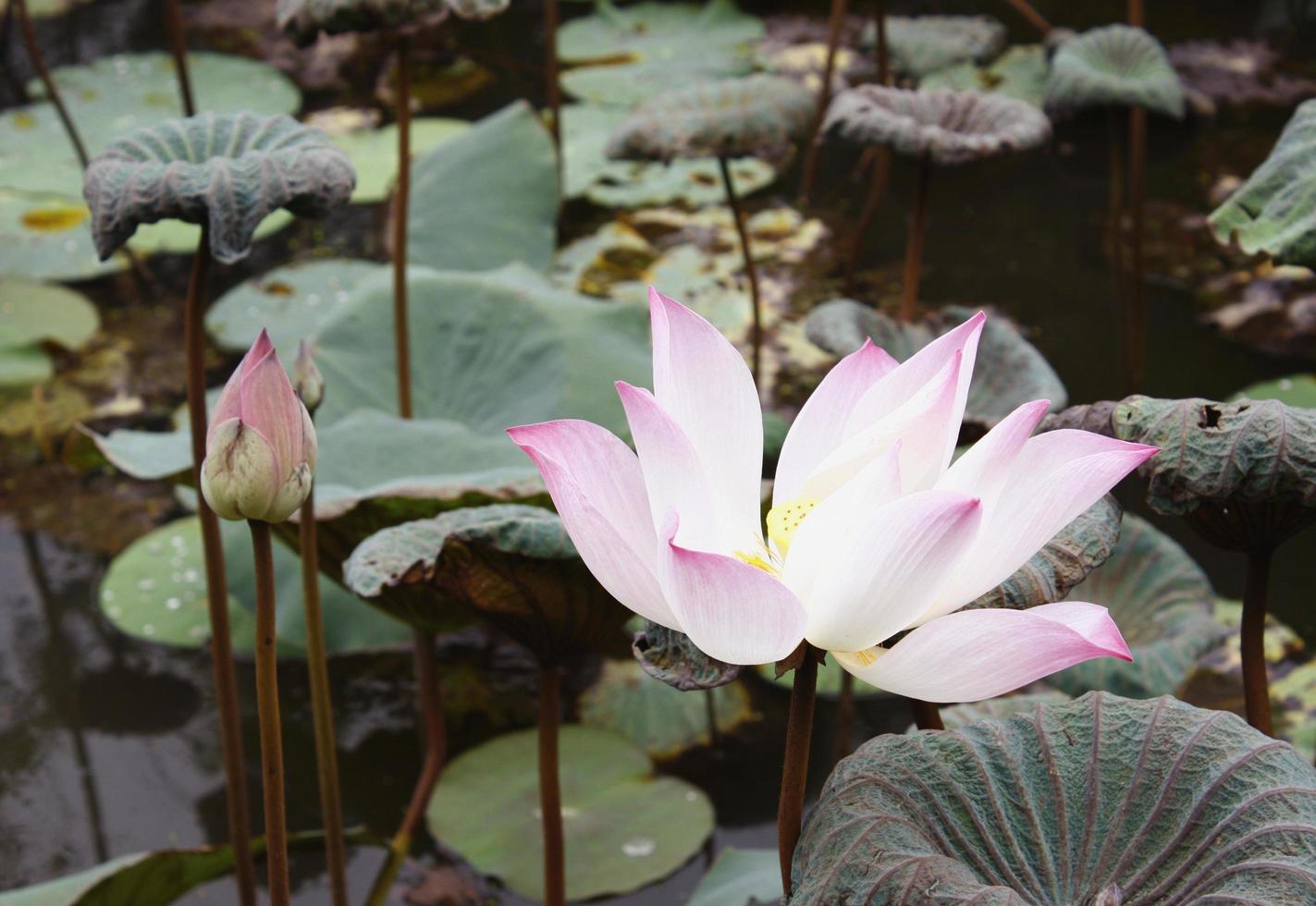 White and pink lotus photo