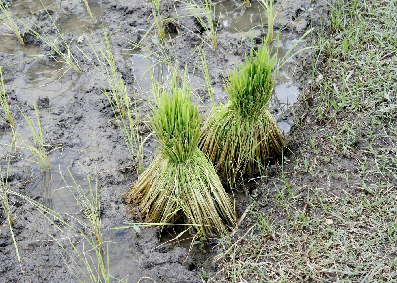 cosecha de plantas de arroz foto