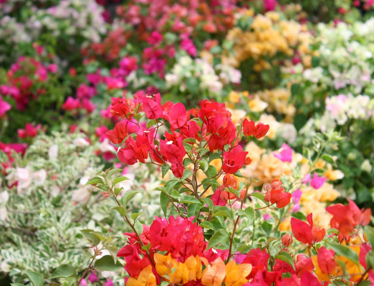 coloridas flores de buganvillas foto