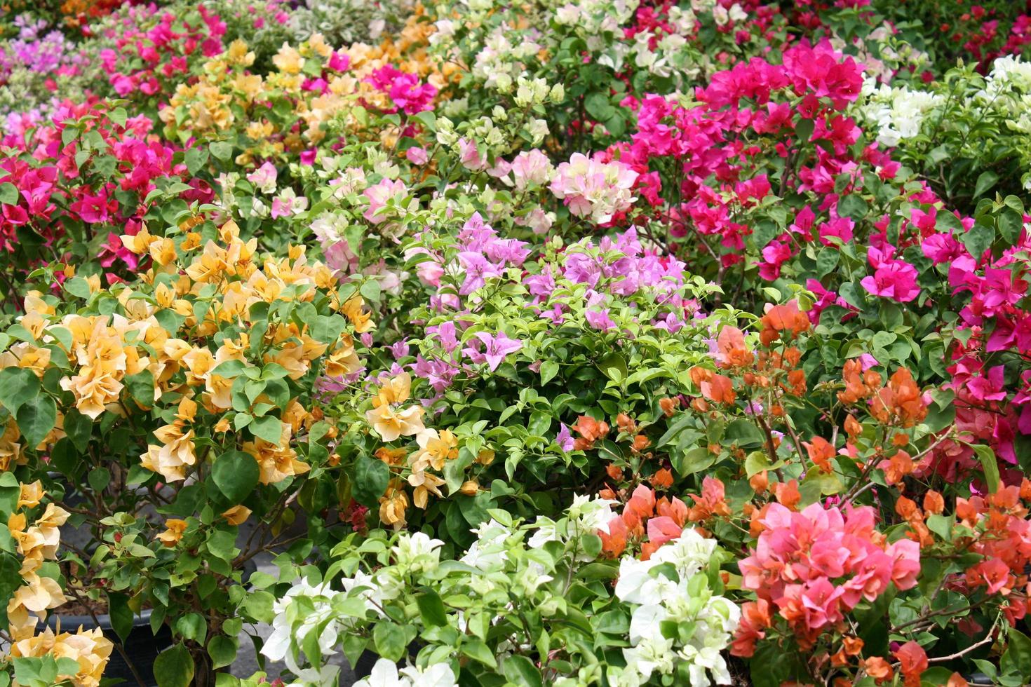 Colorful bougainvilleas flowers photo