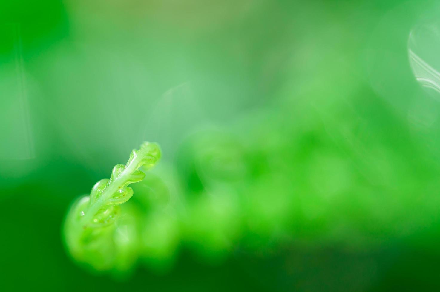 fondo de hojas verdes foto