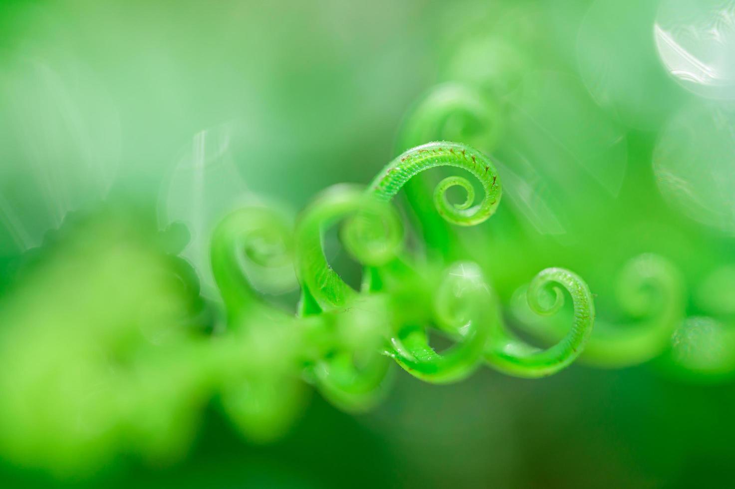 Green leaves background photo