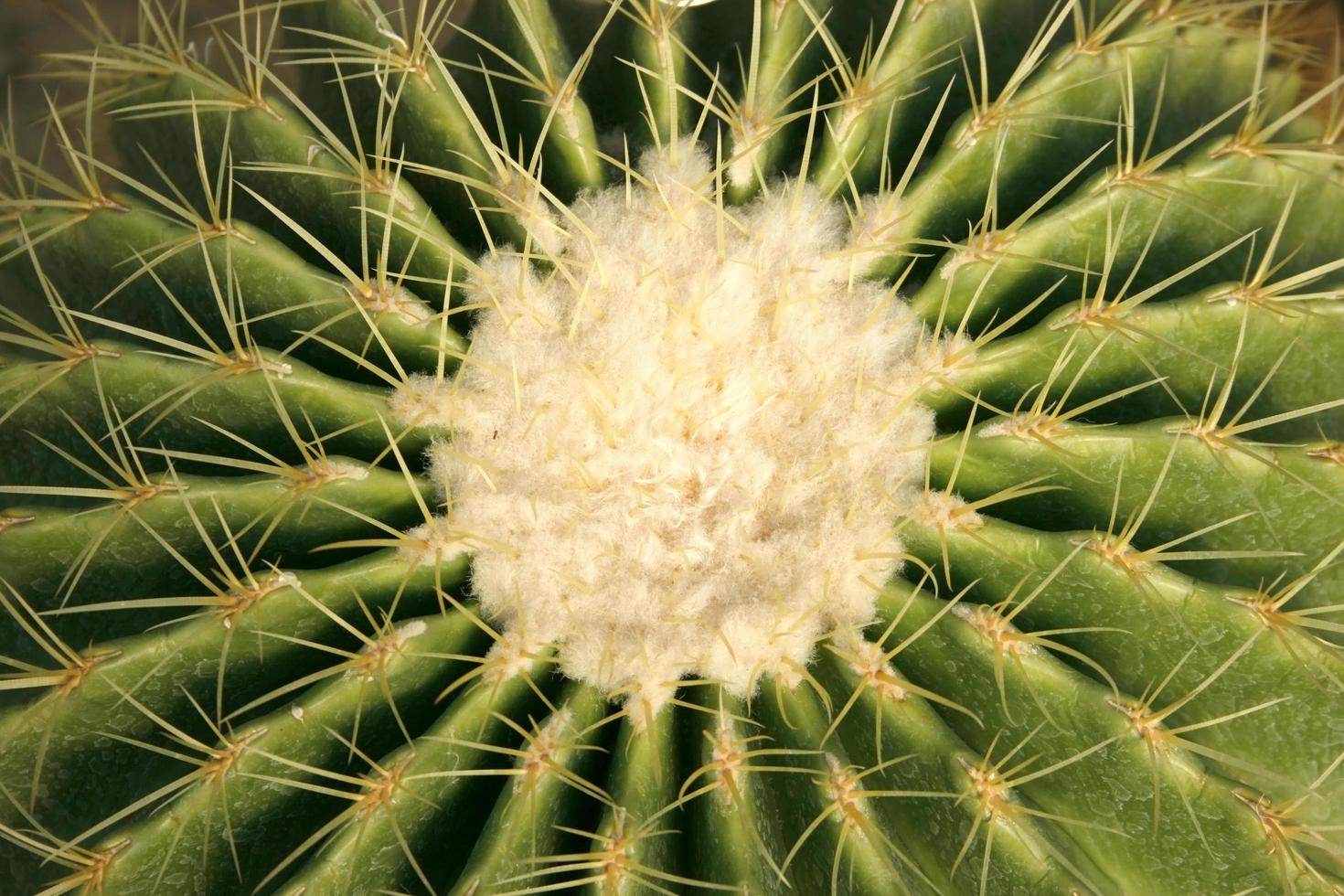 Center of a cactus photo