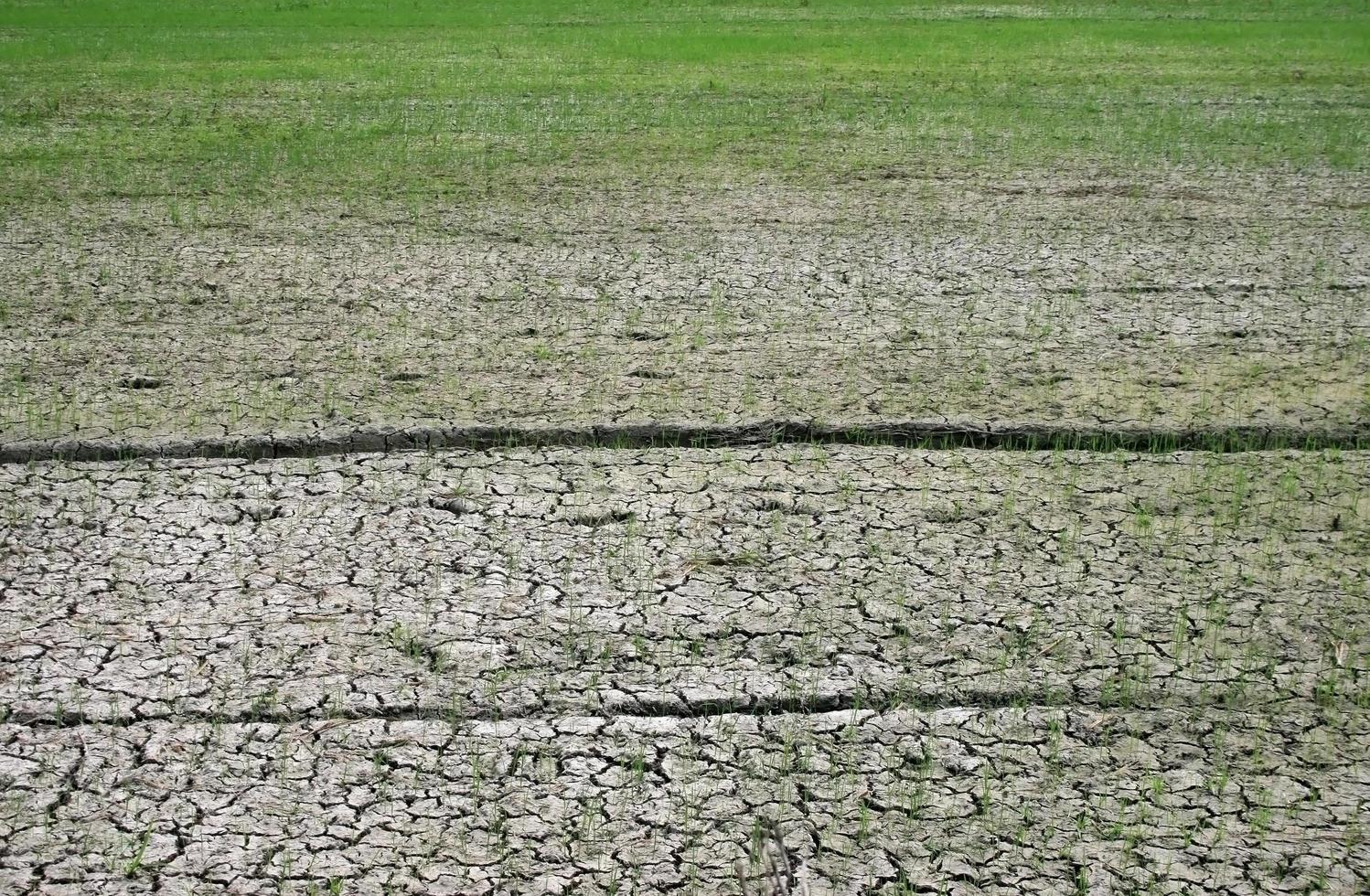 campo de arroz, maizal de fondo foto