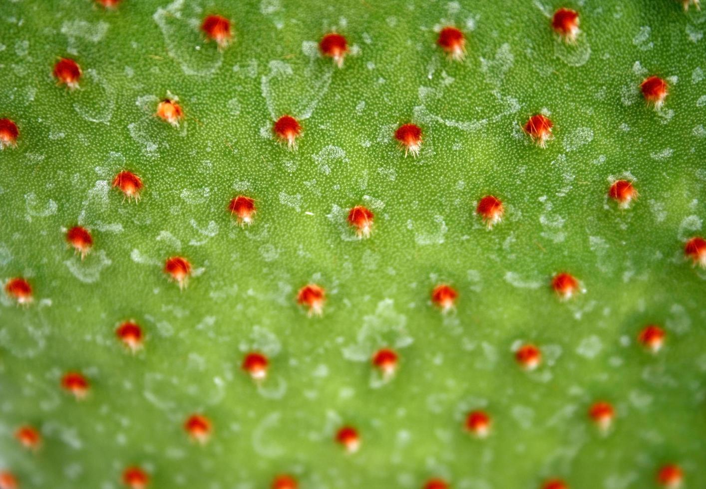 Red cactus dots photo