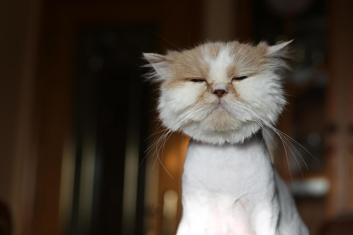 A close-up of a Persian cat photo