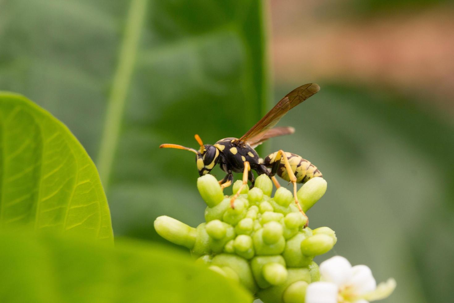 una avispa chupando una planta de inflorescencia foto