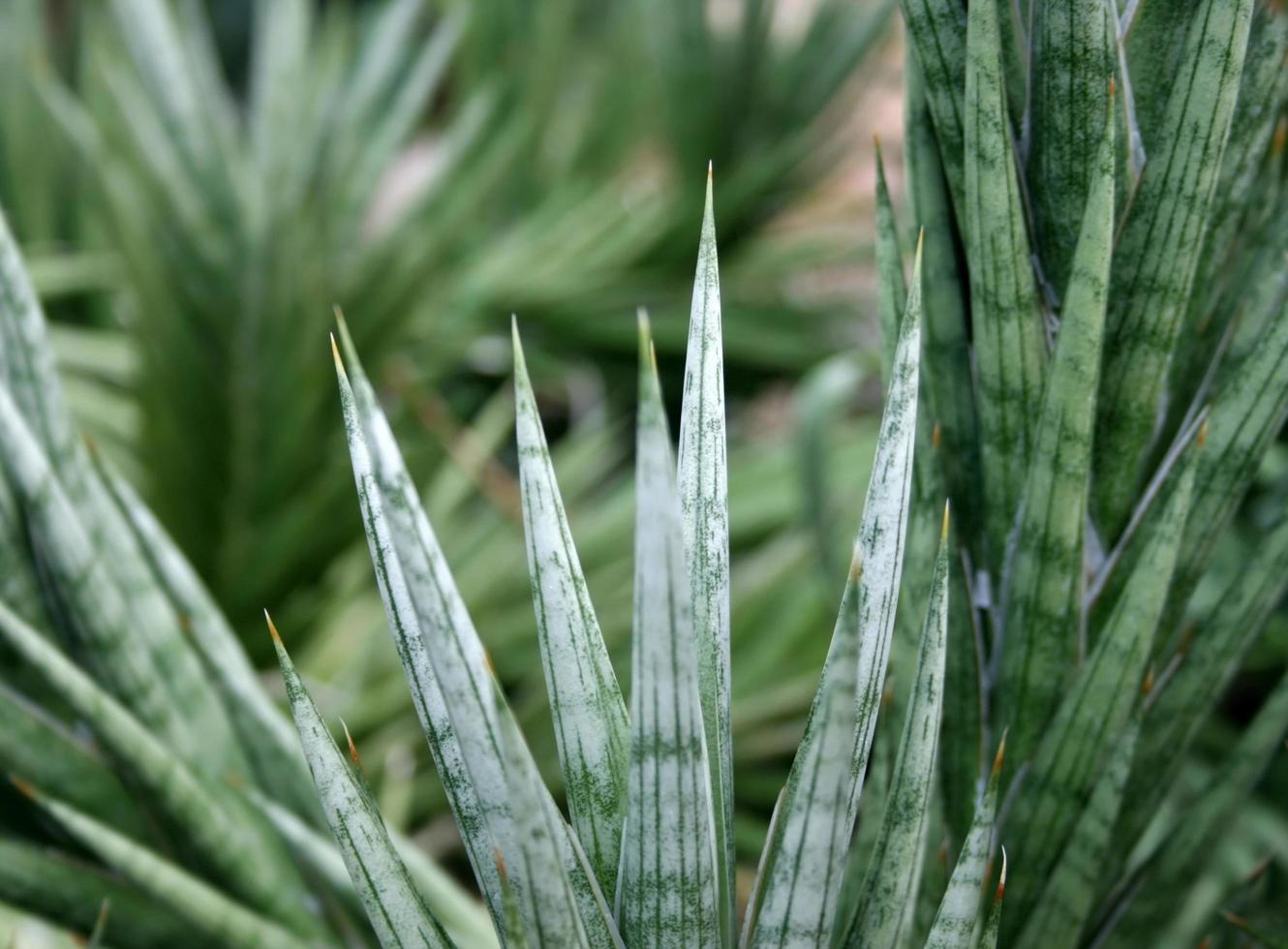 primer plano, de, un, puntiagudo, planta foto