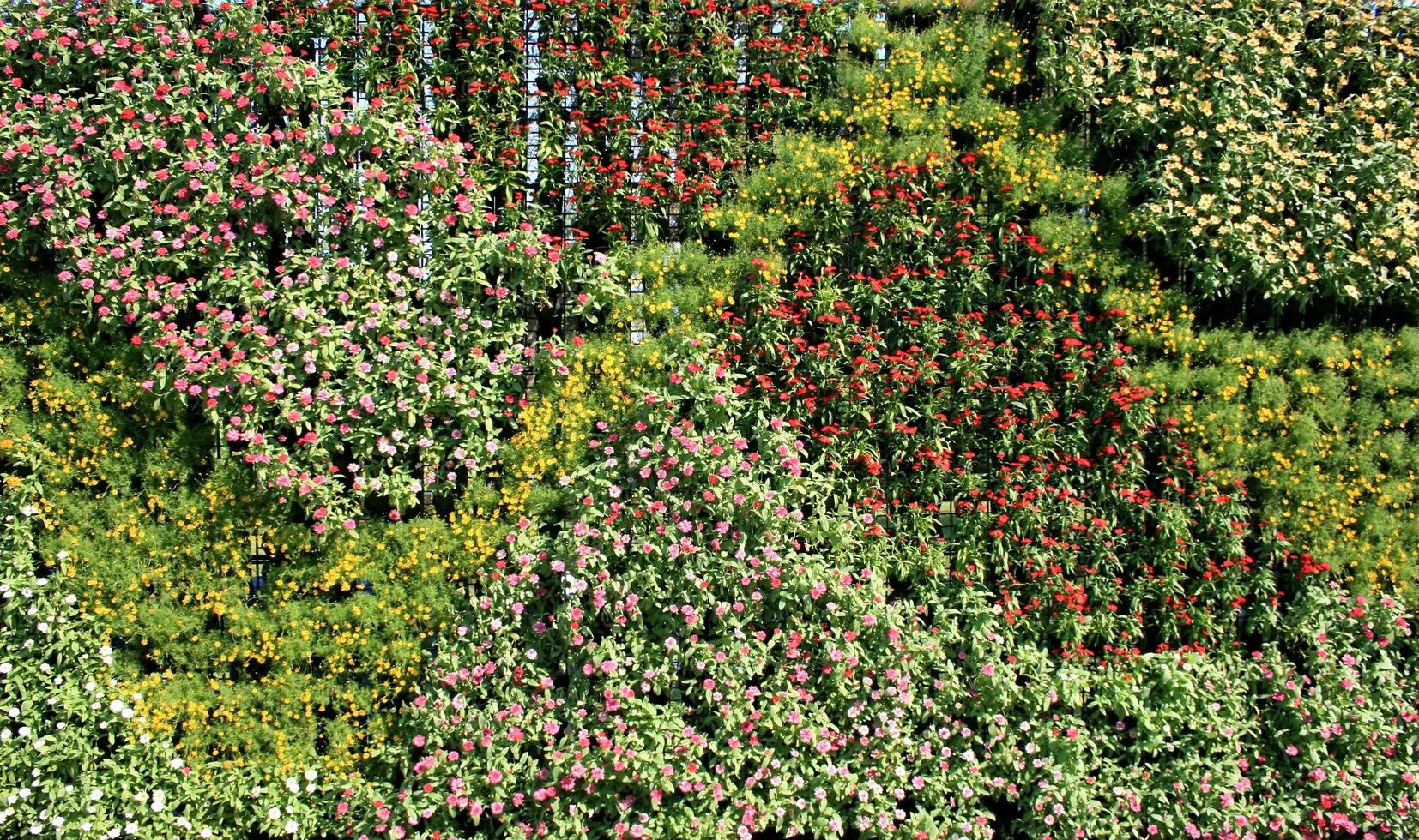 muro de plantas foto