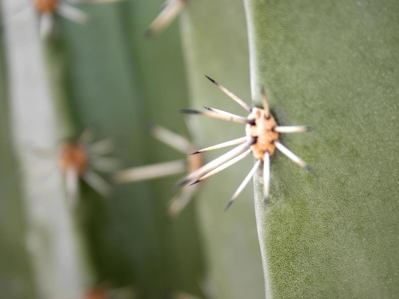 primer plano, de, cactus, espinas foto