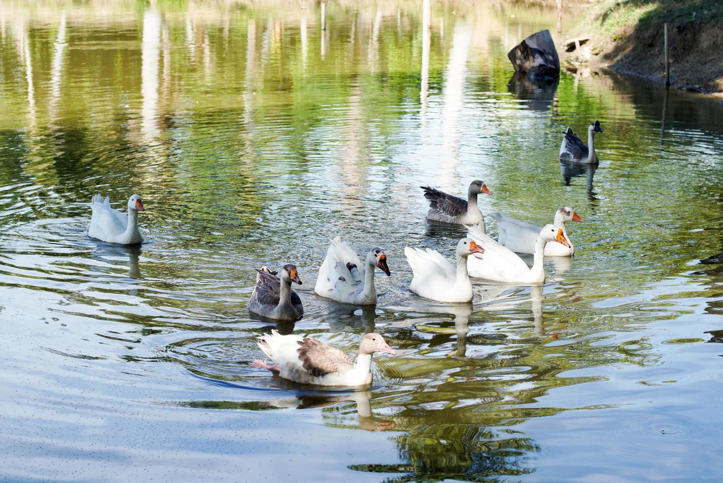 gansos en un lago foto