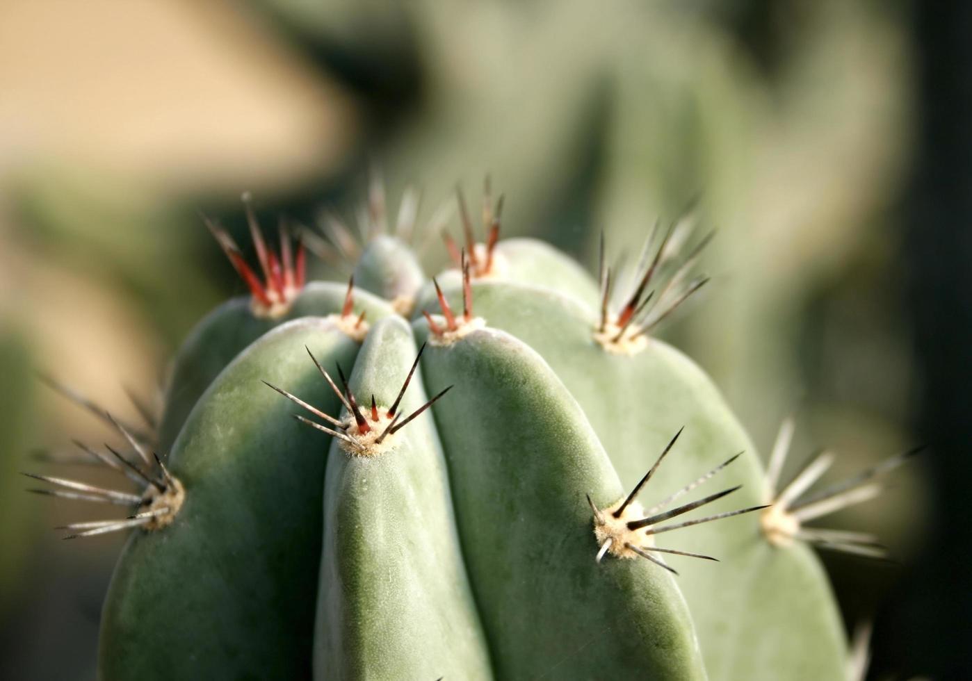 Close up of cactus photo