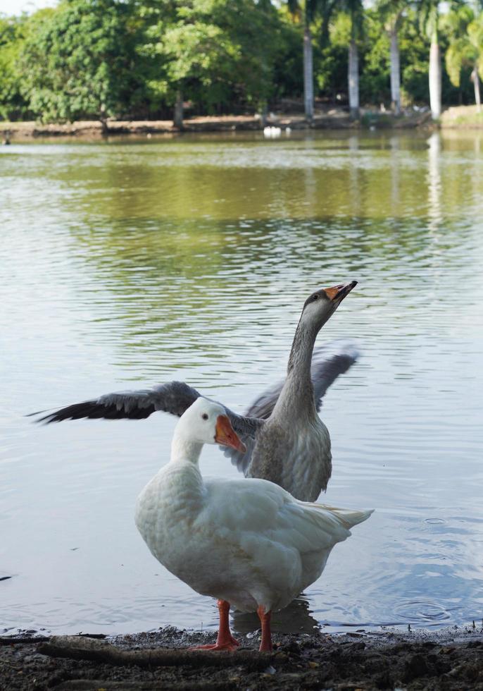 geese couples on the lake photo