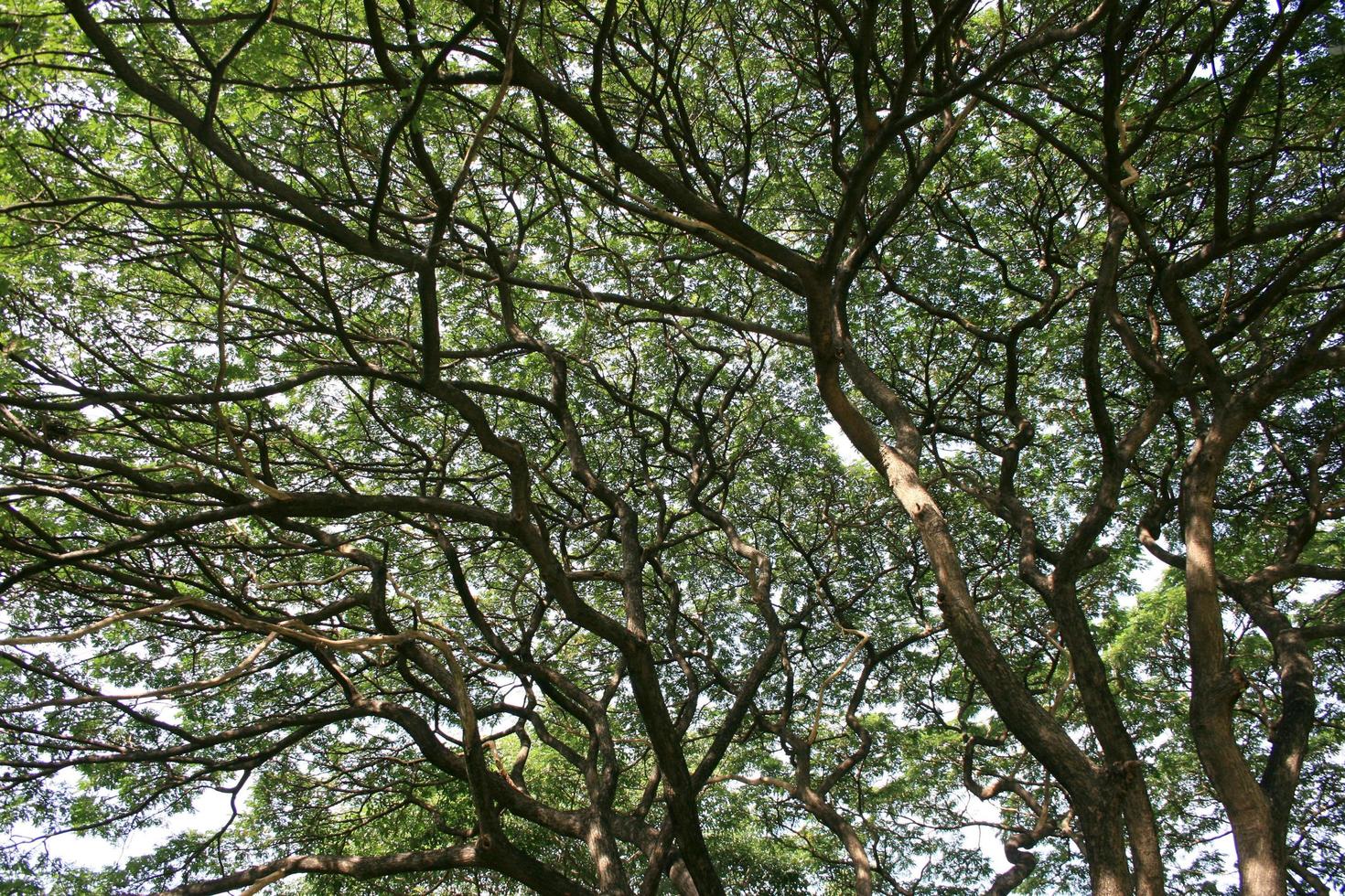 Looking up at trees photo