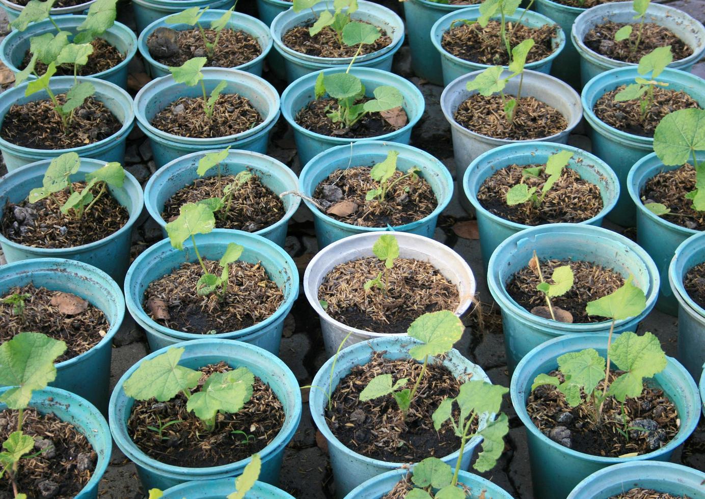 Seedlings flower in a pots photo