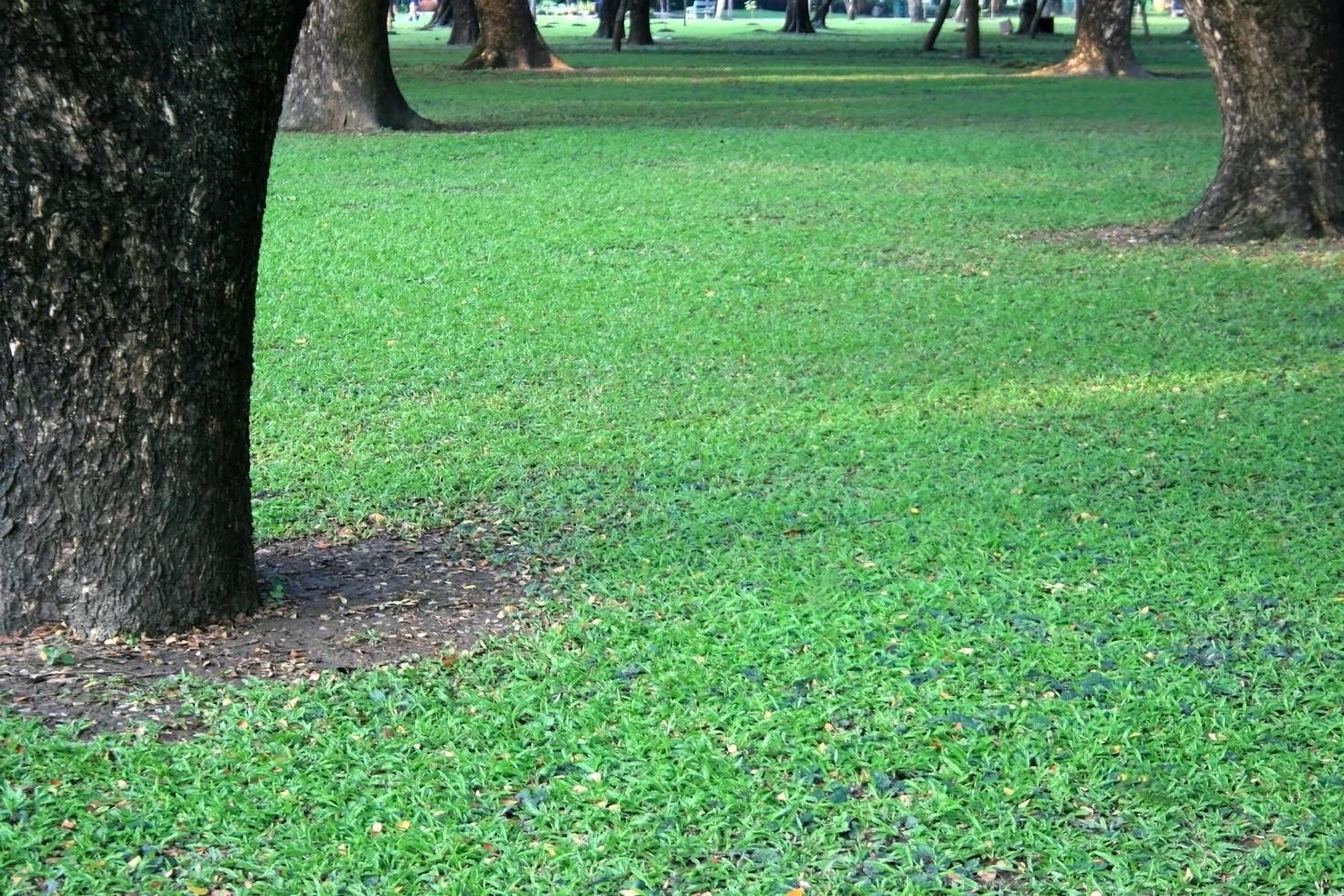 Green lawn in city park photo