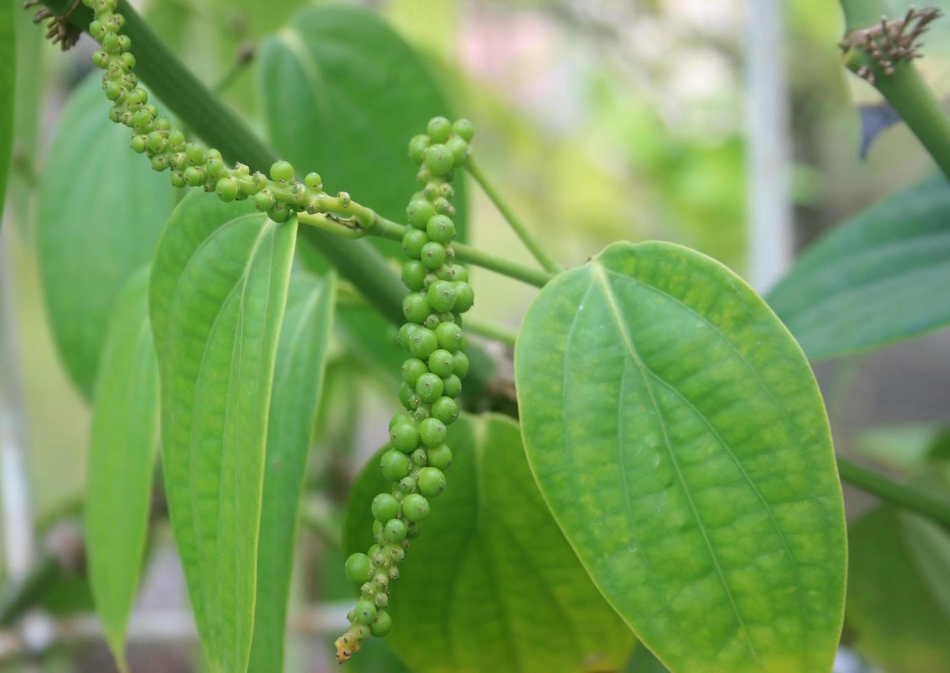 Fresh pepper on tree photo