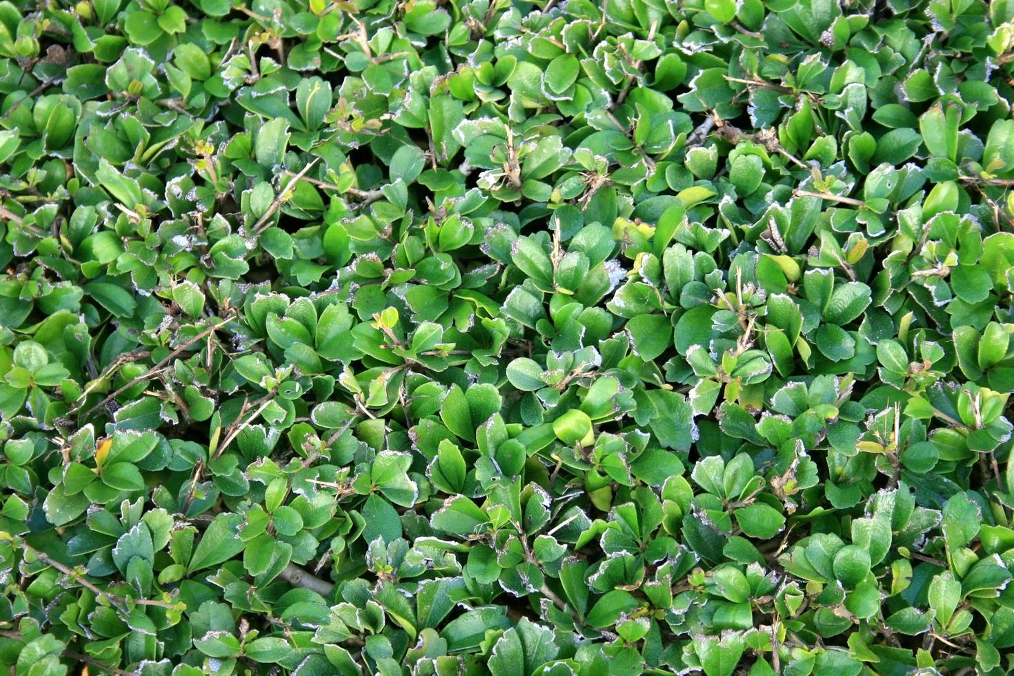 Green leaves texture photo