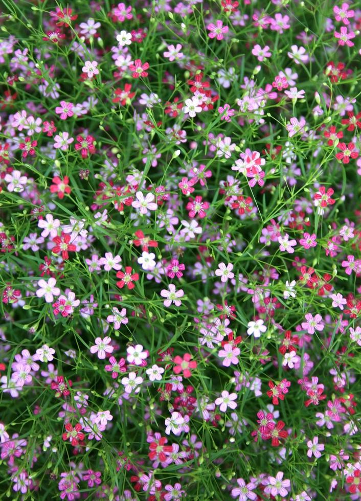 Vista cercana de flores de gypsophila foto