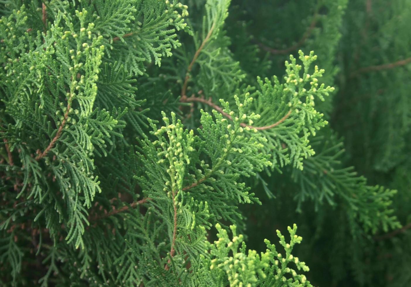 Close-up of pine leaf photo