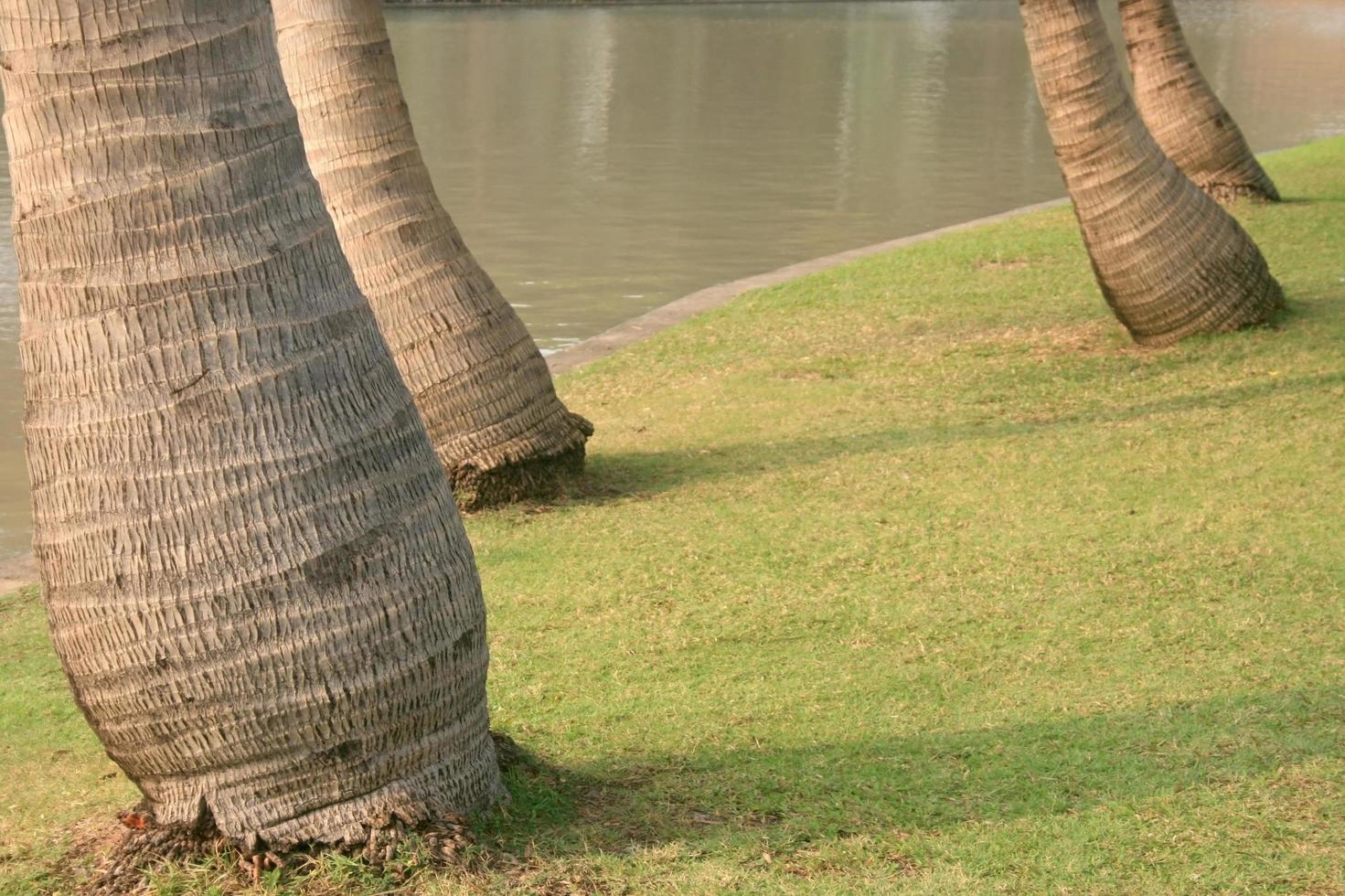 Leaning trees in park photo