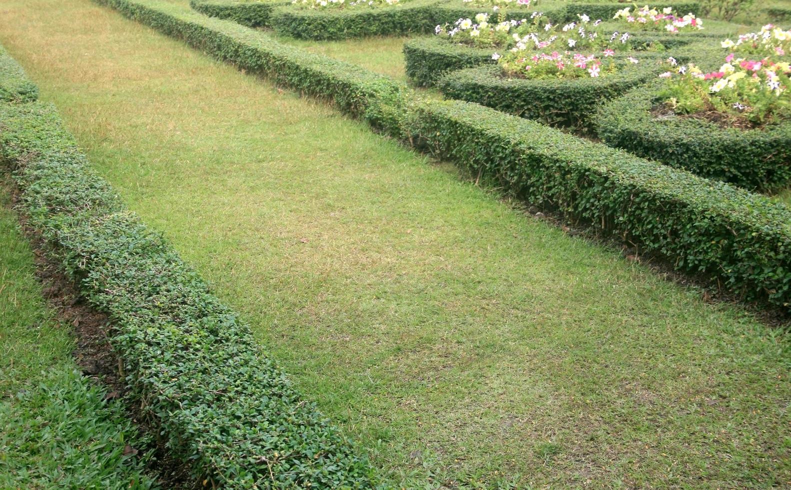 Pathway in garden photo