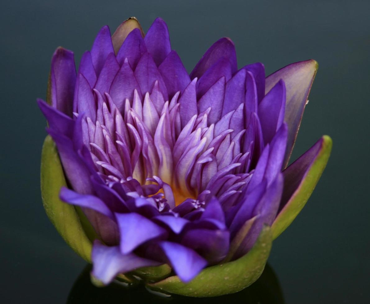 Purple lotus flower in water photo