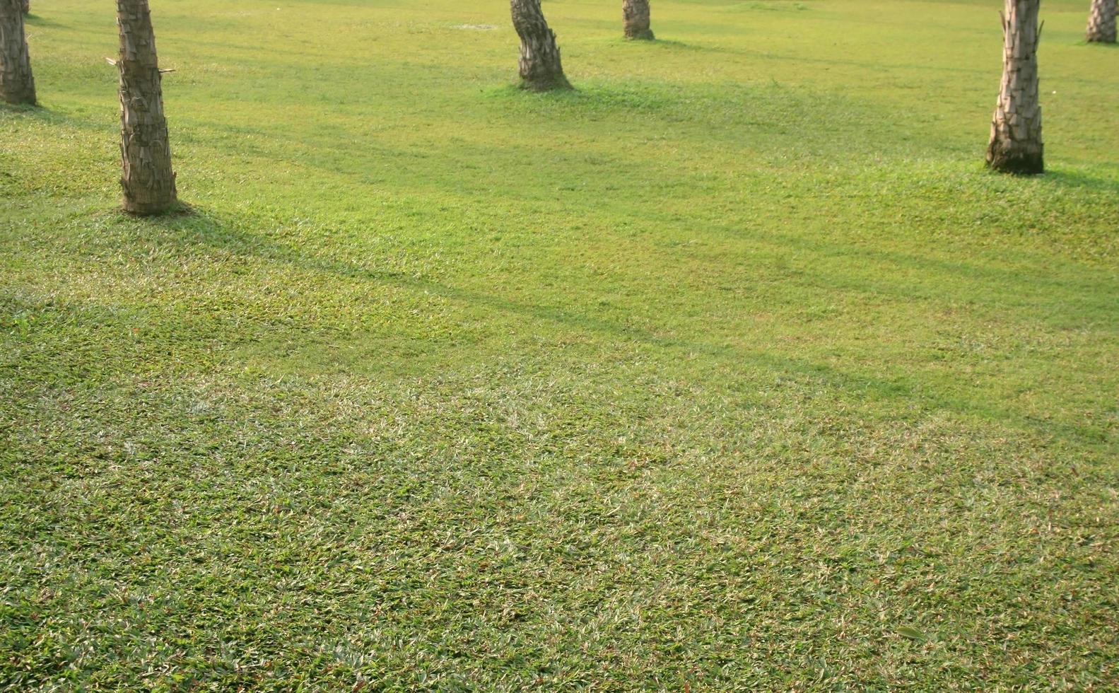 Calming green grass photo