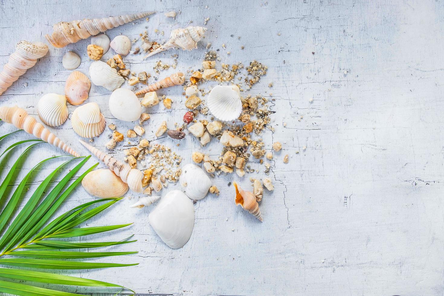 Seashells on table photo
