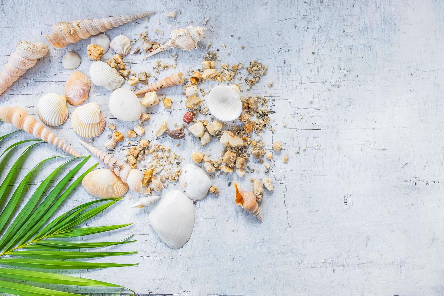 Seashells on table photo