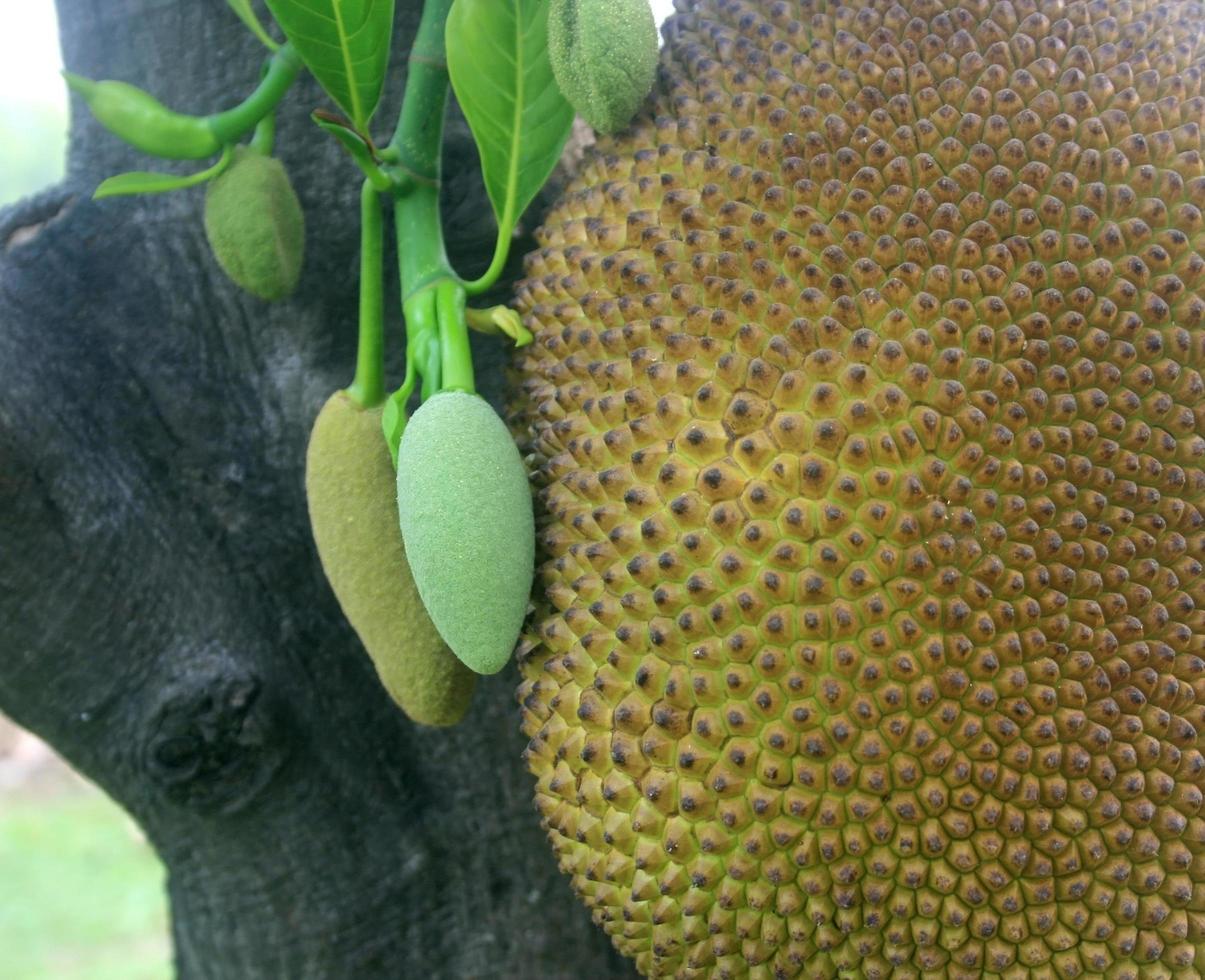 Jack fruit close-up photo