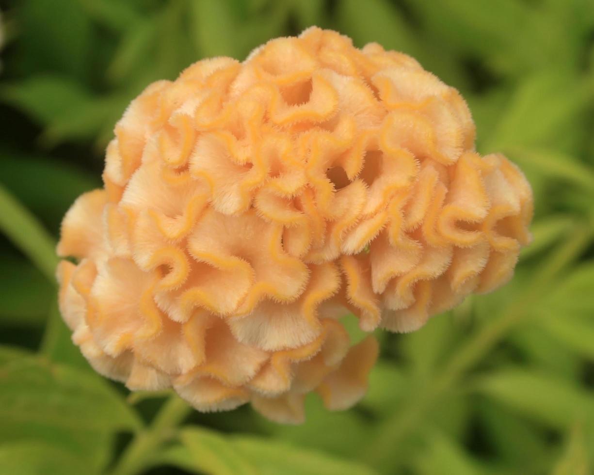 Orange cockscomb flower photo